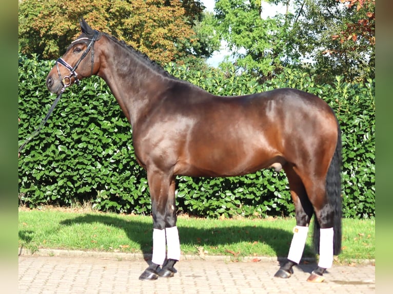 Hannoveraan Ruin 5 Jaar 168 cm Bruin in Selsingen