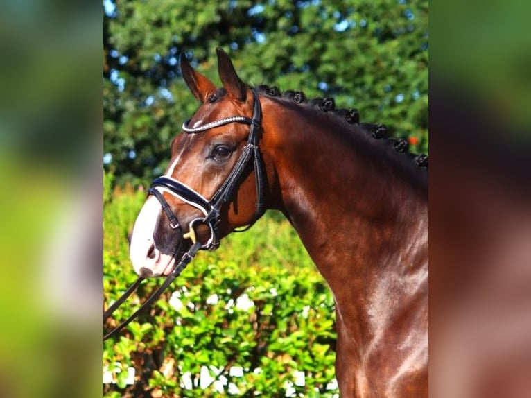 Hannoveraan Ruin 5 Jaar 168 cm Bruin in Selsingen