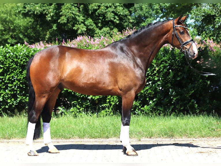 Hannoveraan Ruin 5 Jaar 168 cm Bruin in Selsingen