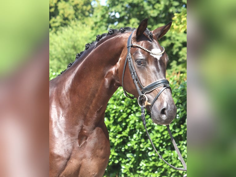 Hannoveraan Ruin 5 Jaar 168 cm Bruin in Selsingen