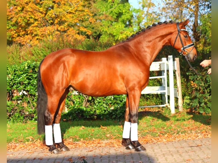 Hannoveraan Ruin 5 Jaar 168 cm Bruin in Selsingen