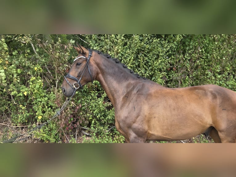 Hannoveraan Ruin 5 Jaar 168 cm Bruin in Womrath