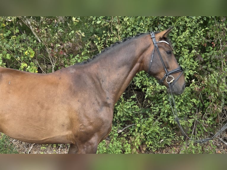 Hannoveraan Ruin 5 Jaar 168 cm Bruin in Womrath