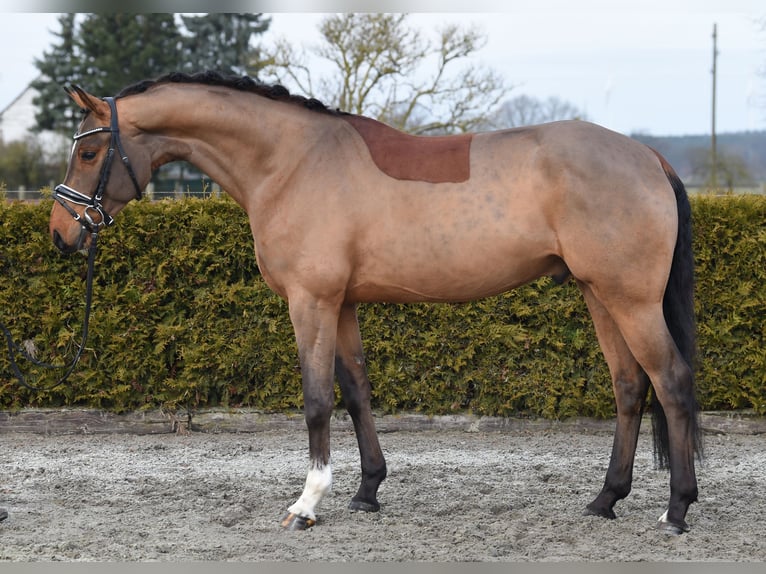 Hannoveraan Ruin 5 Jaar 168 cm Bruin in Tiddische