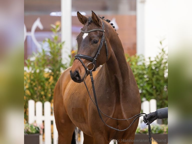 Hannoveraan Ruin 5 Jaar 168 cm Bruin in Verden