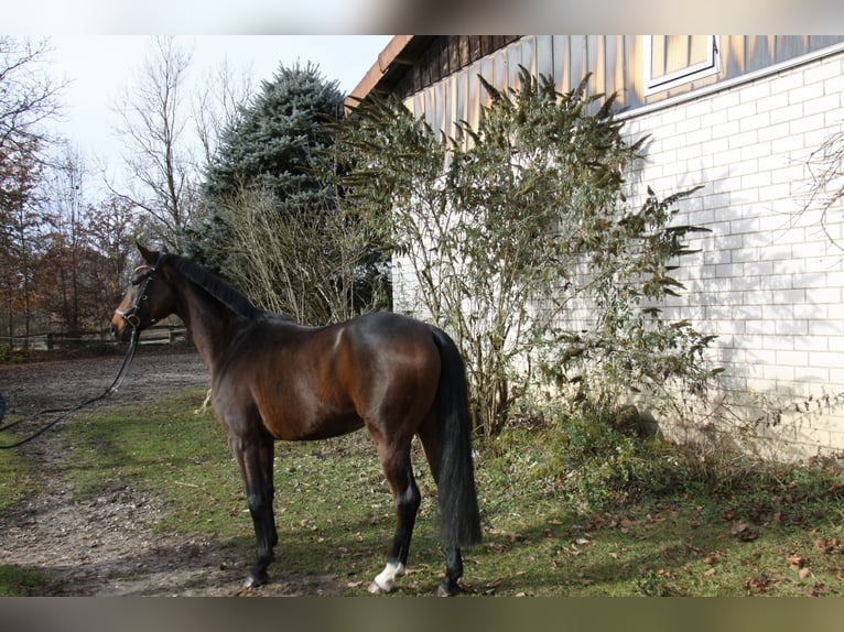 Hannoveraan Ruin 5 Jaar 168 cm Donkerbruin in Winhöring