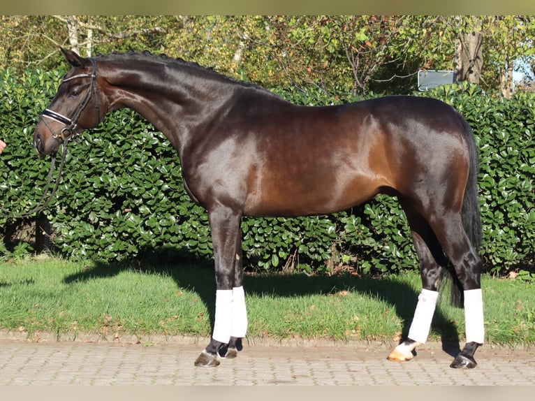 Hannoveraan Ruin 5 Jaar 168 cm Donkerbruin in Selsingen