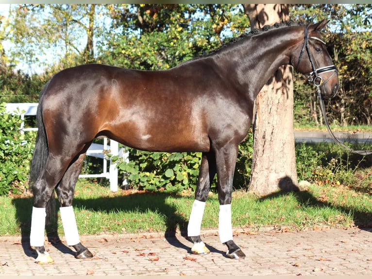 Hannoveraan Ruin 5 Jaar 168 cm Donkerbruin in Selsingen