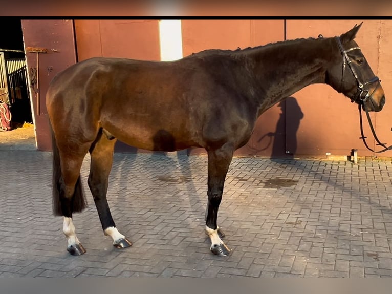 Hannoveraan Ruin 5 Jaar 168 cm Donkerbruin in Nienburg (Weser)