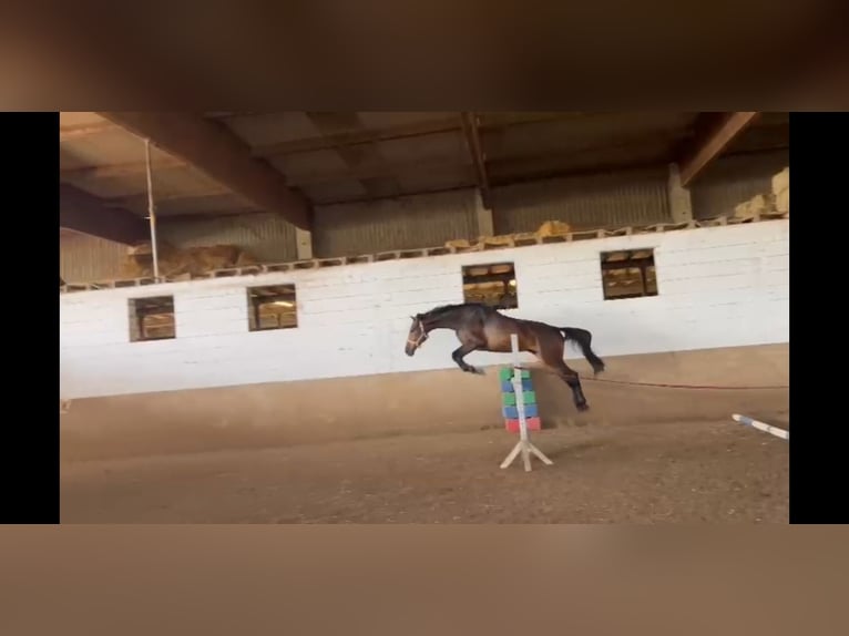 Hannoveraan Ruin 5 Jaar 168 cm Donkerbruin in Niederzier