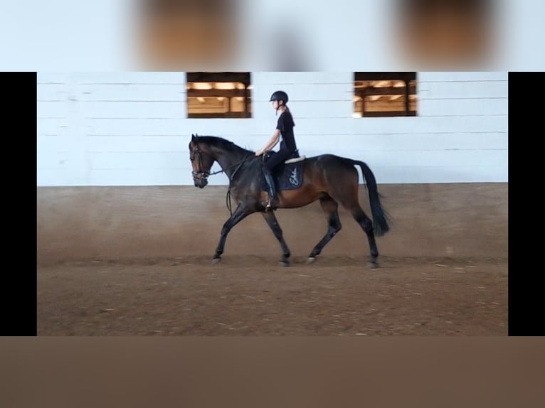 Hannoveraan Ruin 5 Jaar 168 cm Donkerbruin in Niederzier