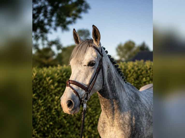 Hannoveraan Ruin 5 Jaar 168 cm Schimmel in Bremen