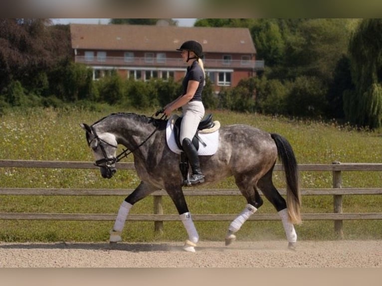 Hannoveraan Ruin 5 Jaar 168 cm Schimmel in Fürstenau