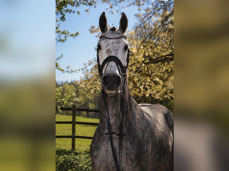Hannoveraan Ruin 5 Jaar 168 cm Schimmel in Fürstenau