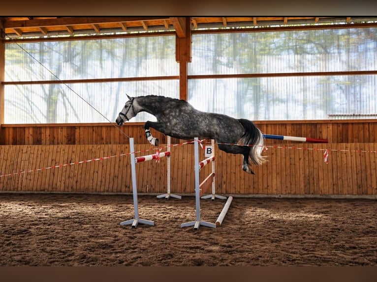 Hannoveraan Ruin 5 Jaar 168 cm Schimmel in Fürstenau