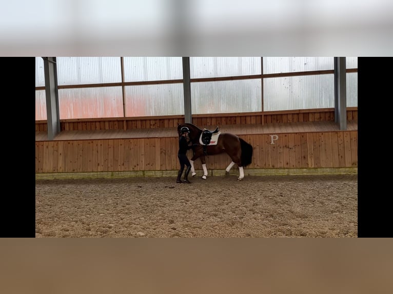 Hannoveraan Ruin 5 Jaar 168 cm Vos in Löningen