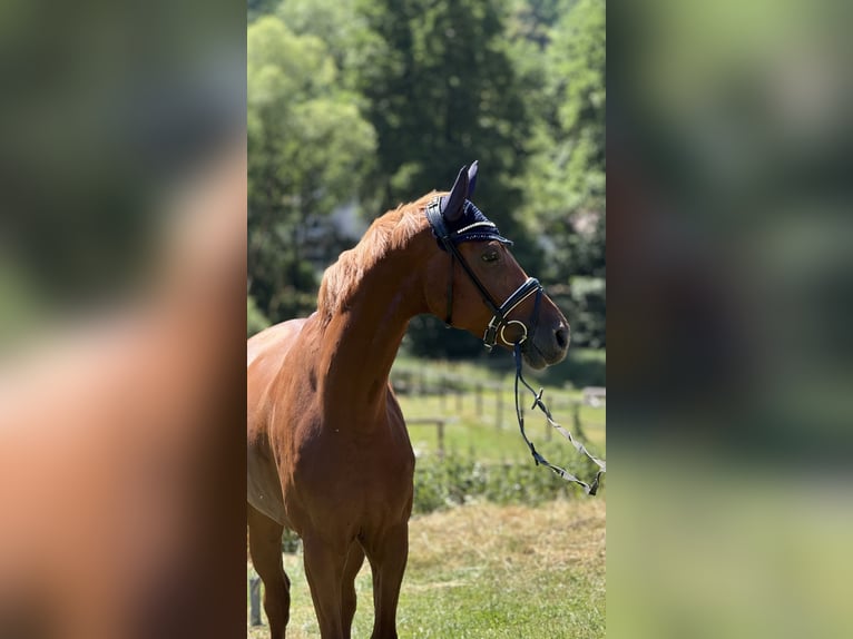 Hannoveraan Ruin 5 Jaar 168 cm Vos in Schenklengsfeld