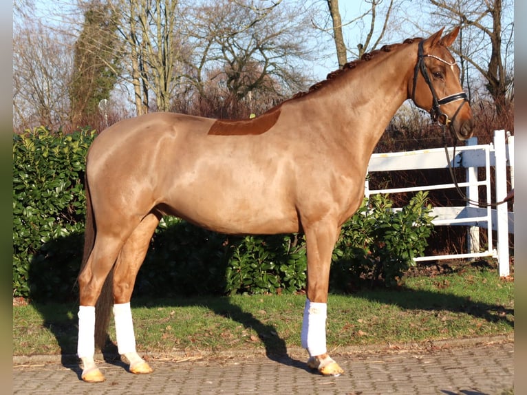 Hannoveraan Ruin 5 Jaar 168 cm Vos in Selsingen