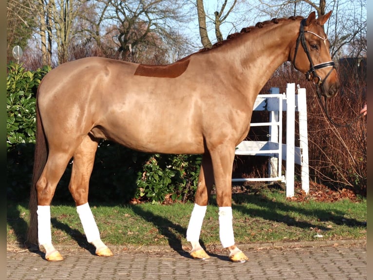 Hannoveraan Ruin 5 Jaar 168 cm Vos in Selsingen