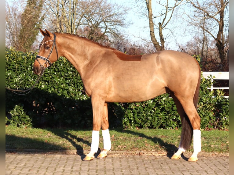 Hannoveraan Ruin 5 Jaar 168 cm Vos in Selsingen
