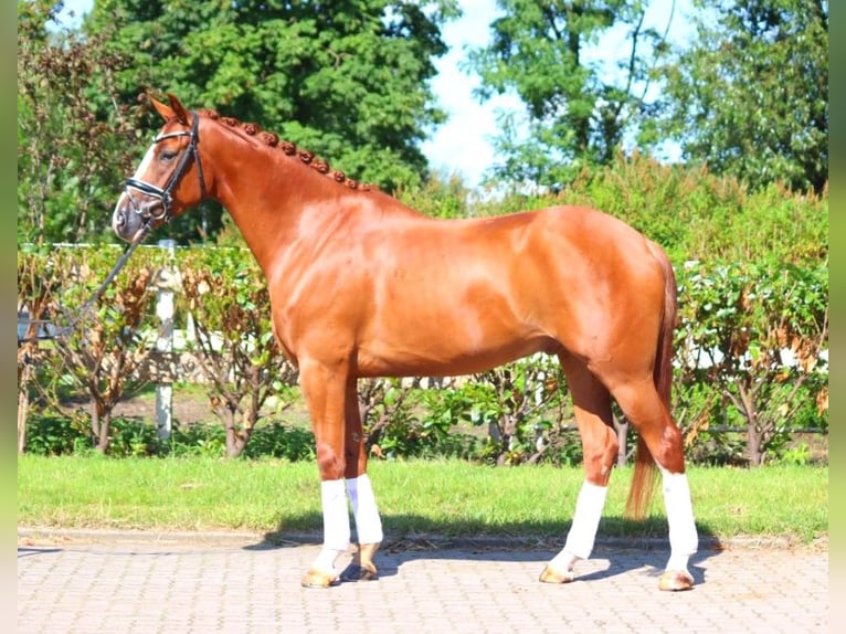 Hannoveraan Ruin 5 Jaar 168 cm Vos in Selsingen