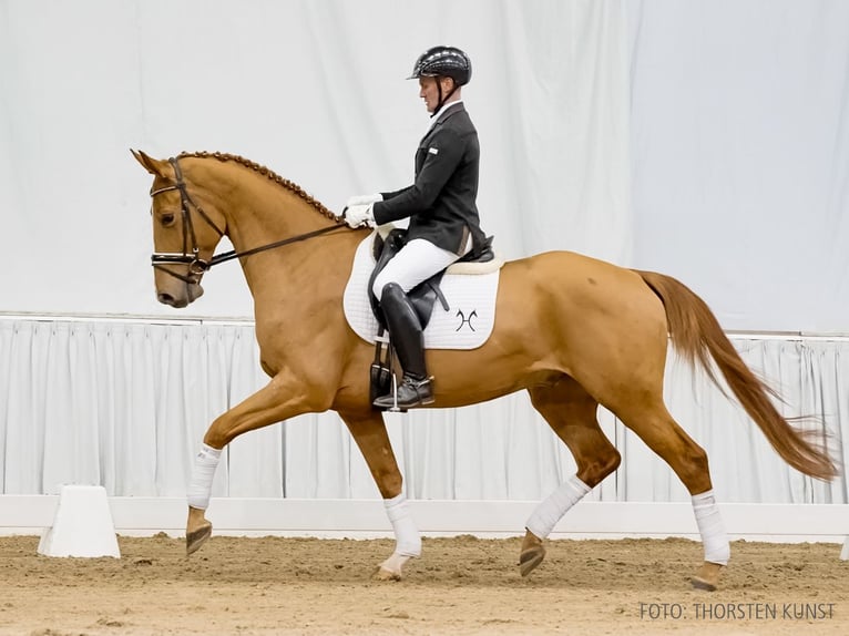 Hannoveraan Ruin 5 Jaar 168 cm Vos in Verden