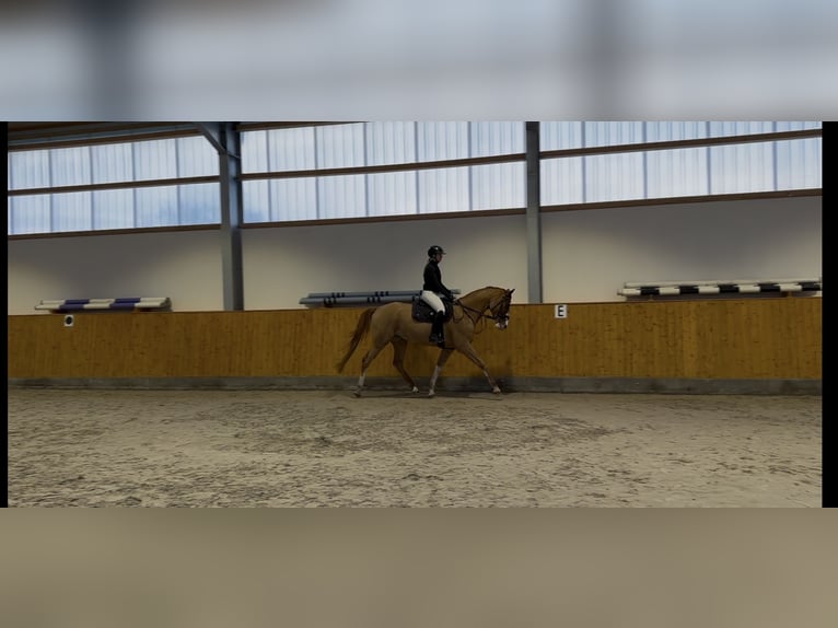 Hannoveraan Ruin 5 Jaar 168 cm Vos in Gütersloh