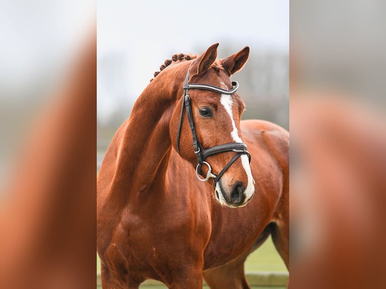 Hannoveraan Ruin 5 Jaar 168 cm Vos in Riedstadt