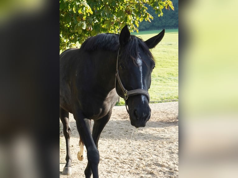 Hannoveraan Ruin 5 Jaar 168 cm Zwart in Bad Orb