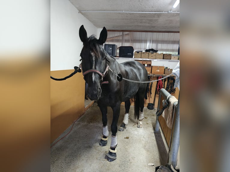 Hannoveraan Ruin 5 Jaar 168 cm Zwart in Bad Orb