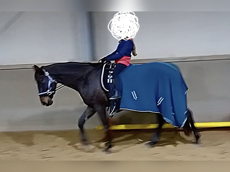 Hannoveraan Ruin 5 Jaar 168 cm Zwartbruin in Raben Steinfeld