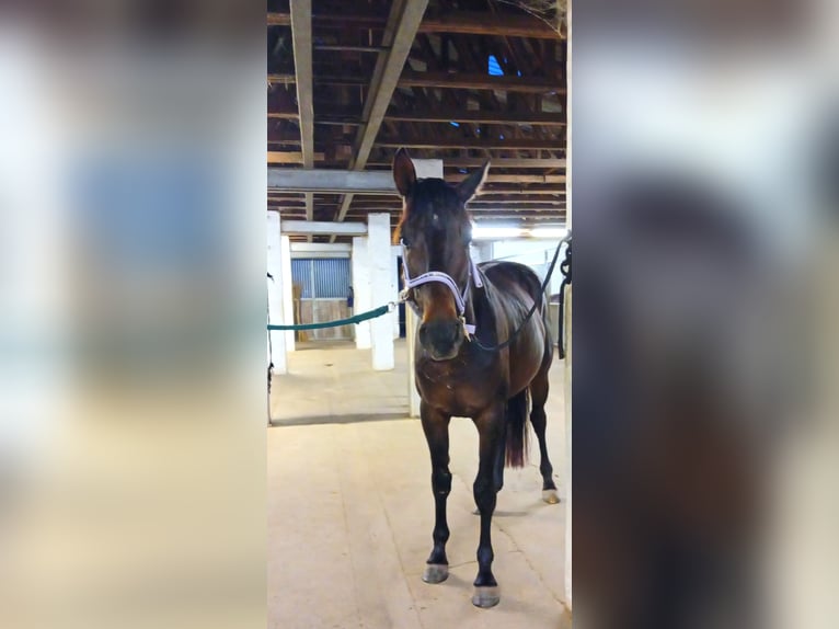 Hannoveraan Ruin 5 Jaar 168 cm Zwartbruin in Raben Steinfeld