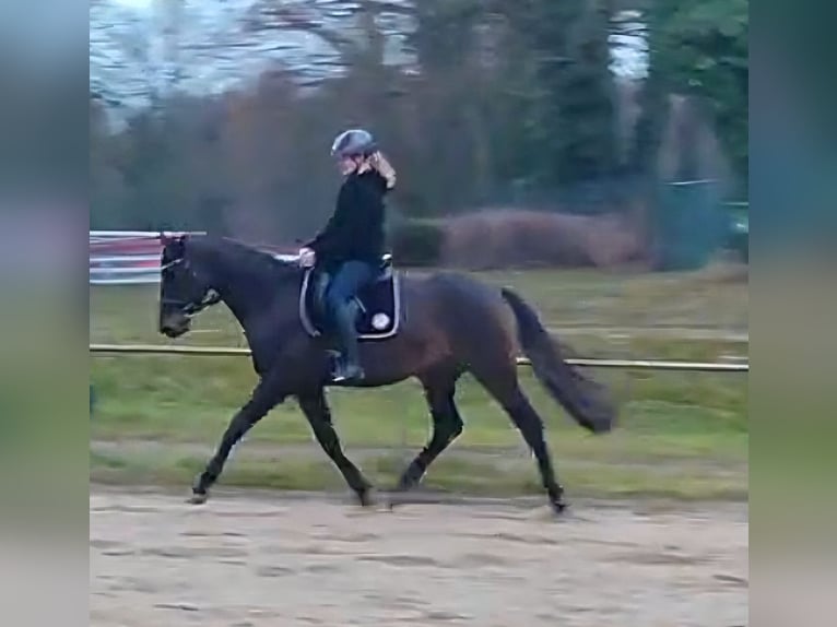 Hannoveraan Ruin 5 Jaar 168 cm Zwartbruin in Raben Steinfeld