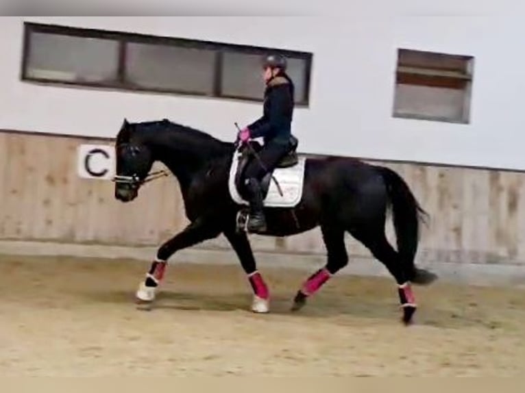 Hannoveraan Ruin 5 Jaar 168 cm Zwartbruin in Böheimkirchen