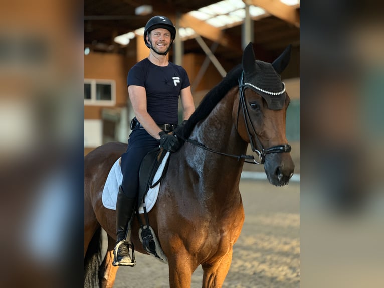 Hannoveraan Ruin 5 Jaar 169 cm Bruin in Deitingen