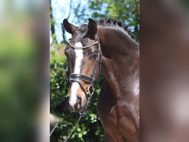Hannoveraan Ruin 5 Jaar 169 cm Bruin in Selsingen