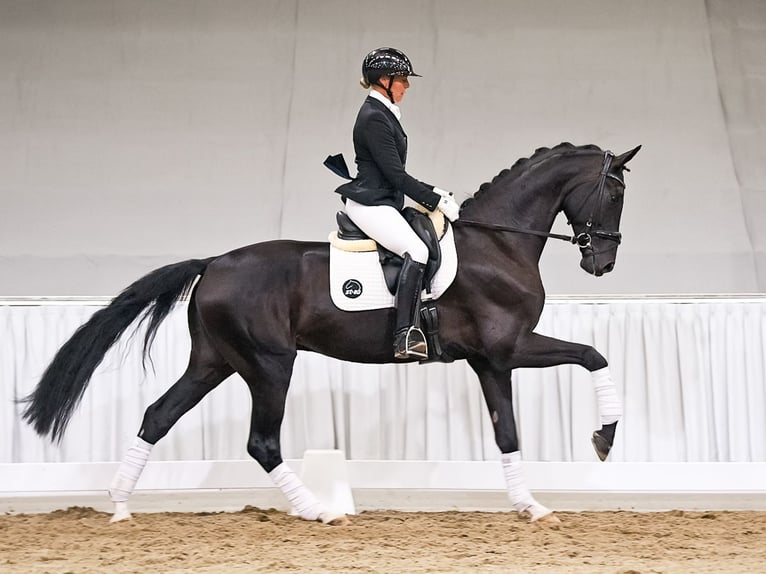Hannoveraan Ruin 5 Jaar 169 cm Bruin in Verden