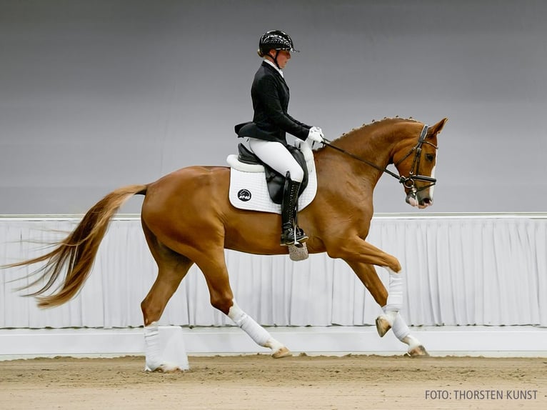 Hannoveraan Ruin 5 Jaar 169 cm Bruin in Verden