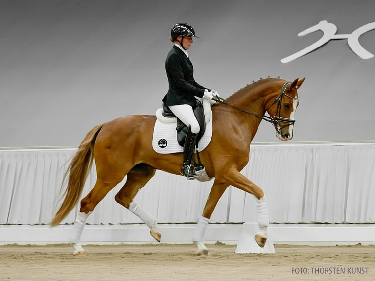 Hannoveraan Ruin 5 Jaar 169 cm Bruin in Verden