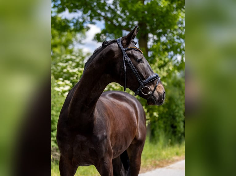 Hannoveraan Ruin 5 Jaar 169 cm Donkerbruin in Rosenheim