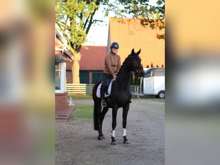 Hannoveraan Ruin 5 Jaar 169 cm Donkerbruin in Fürstenau