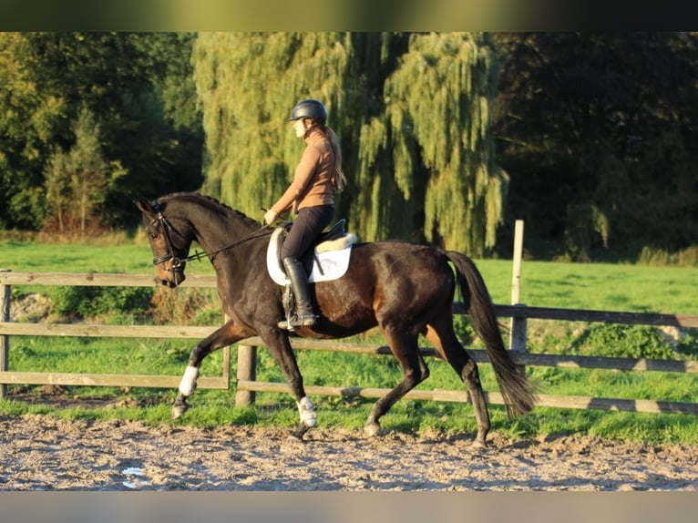 Hannoveraan Ruin 5 Jaar 169 cm Donkerbruin in Fürstenau
