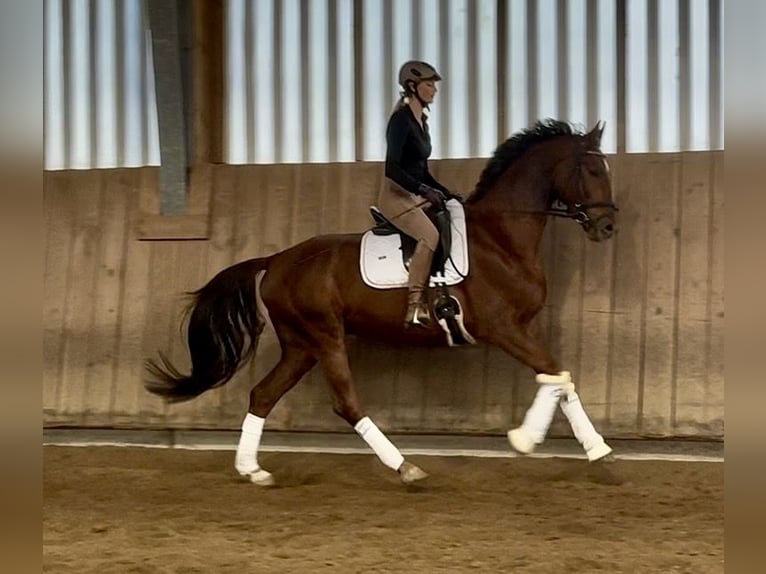 Hannoveraan Ruin 5 Jaar 169 cm Donkere-vos in Hohenbrunn
