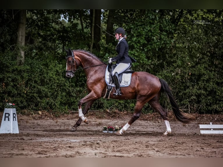 Hannoveraan Ruin 5 Jaar 169 cm Donkere-vos in Meerbusch