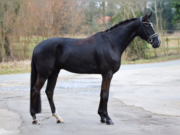 Hannoveraan Ruin 5 Jaar 169 cm Zwart in Lienen