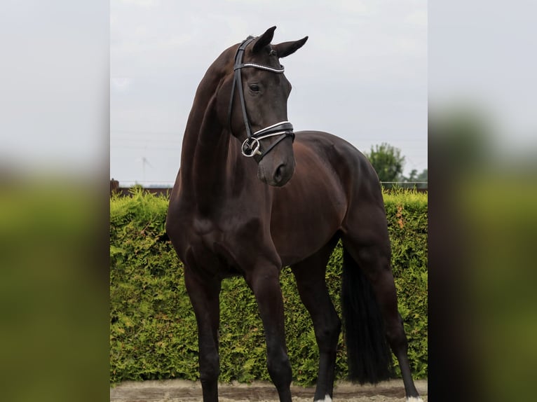 Hannoveraan Ruin 5 Jaar 169 cm Zwart in Tiddische