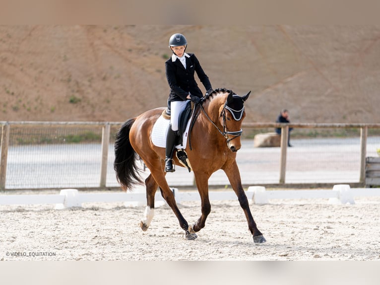 Hannoveraan Ruin 5 Jaar 170 cm Bruin in Mainxe