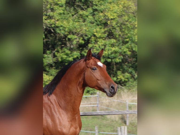 Hannoveraan Ruin 5 Jaar 170 cm Bruin in Mainxe