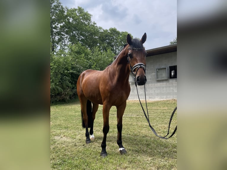 Hannoveraan Ruin 5 Jaar 170 cm Bruin in Neuhaus an der Oste