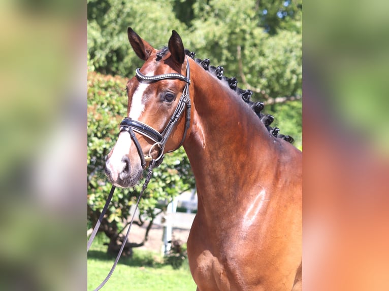 Hannoveraan Ruin 5 Jaar 170 cm Bruin in Selsingen